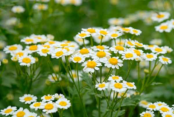 chamomile-flowers