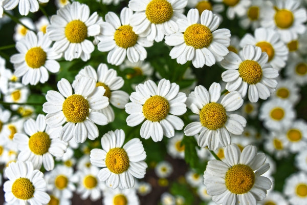 Chamomile is commonly used to calm the nerves or as a sleep aid
