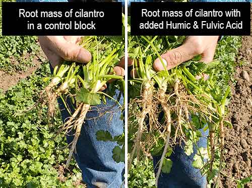 Farmer holding cilantro roots that show a clear difference between root mass in a control group vs increased root mass with added Humic & Fulvic acid