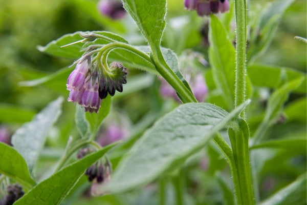 How does comfrey improve soil quality