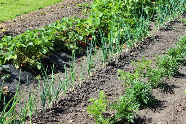 Companion planting in crop rows on farm field