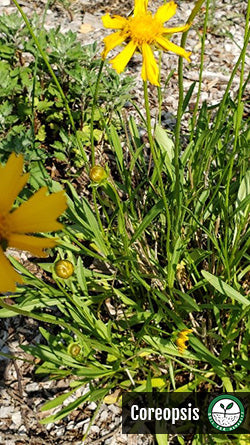 coreopsis plant