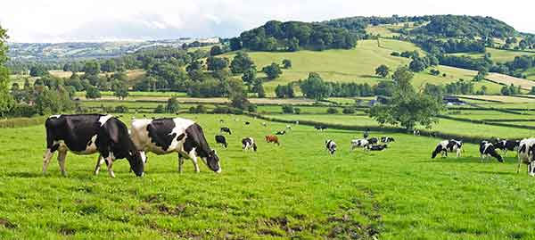 cows ruminating in farm field