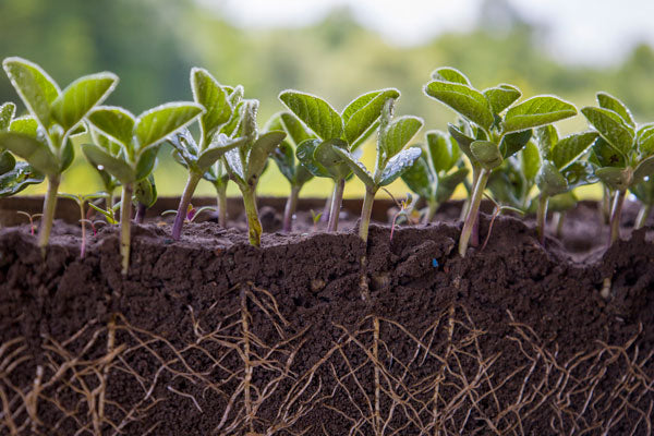dense plant roots mean healthy soil