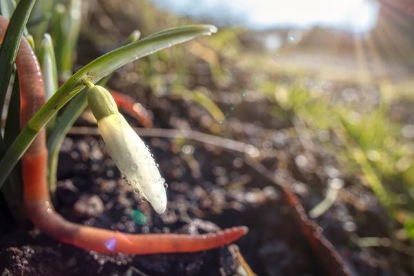 earthworm entering healthy soil