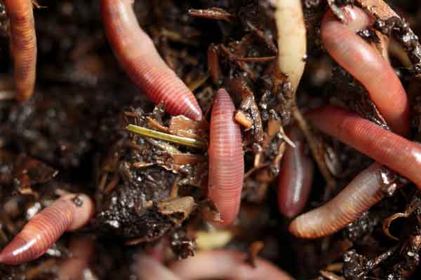 earthworms breaking down organic matter in the soil