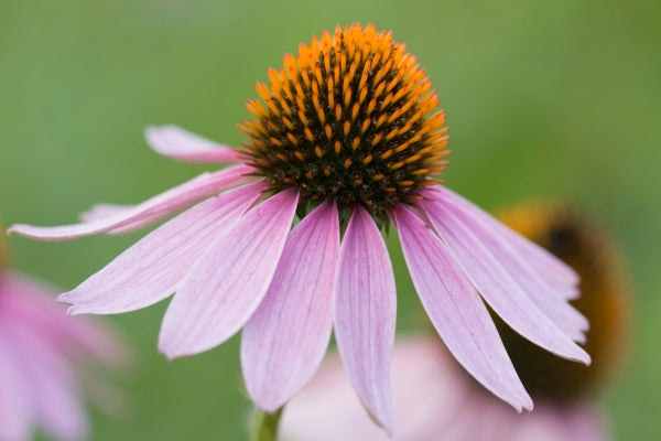 Echinecea cone flowers are used to treat colds