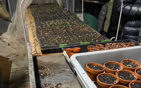 Seed starting station in greenhouse at Espace Old Mill