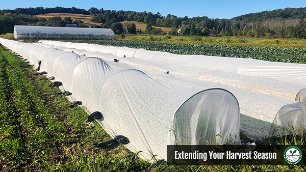 extending harvest season with caterpillar tunnels