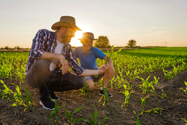 father and son inspect crops on the farm