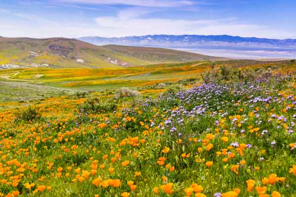 flower-field