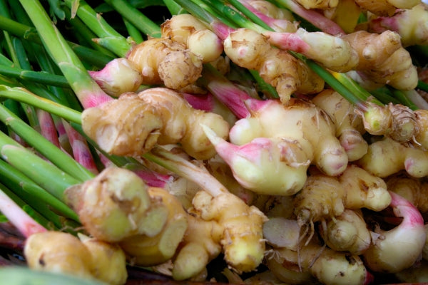 Ginger is surprisingly easy to grow