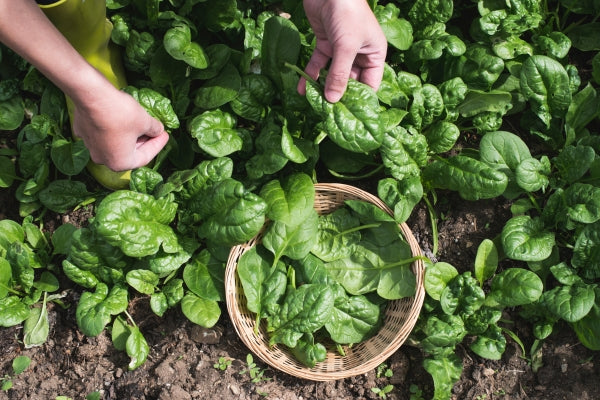 growing spinach in containers at home