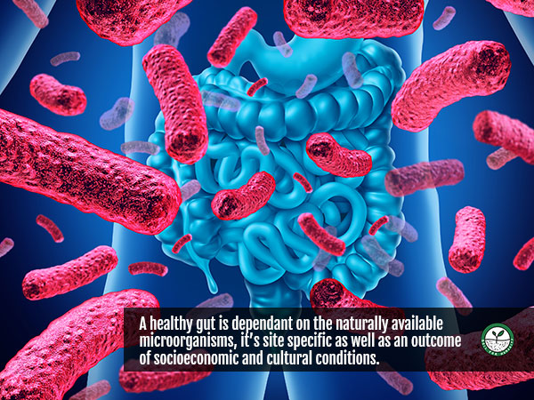 healthy gut bacteria