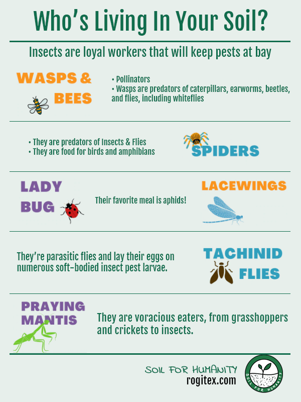 insects in your soil