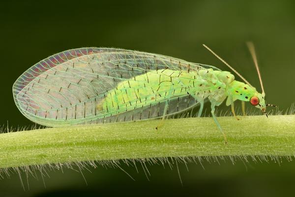 lacewing beneficial bug 