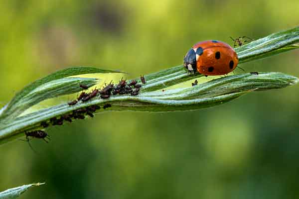 ladybug eating aphids