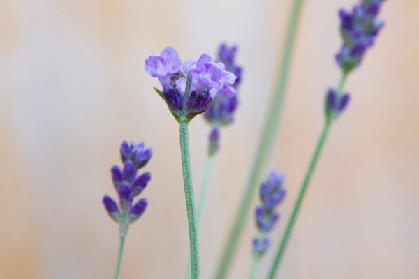 Lavender is essential for your natural care pharmacy