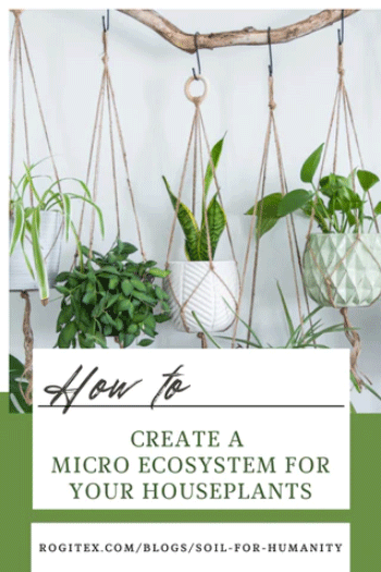 micro ecosystem for houseplants