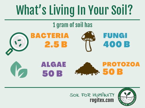 microorganisms in your soil