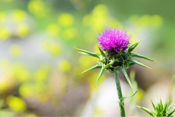 How does milk thistle improve soil quality