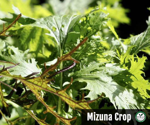 mizuna crop