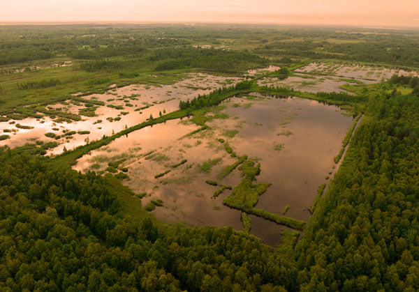 A sustainably harvested peat bog wetland