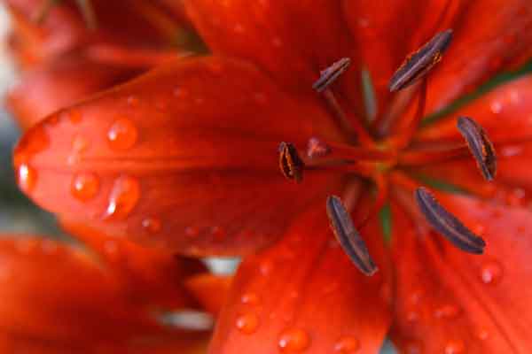 pollen sur les anthères de lys