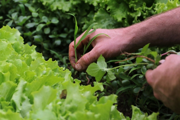 Pulling up weeds in the garden