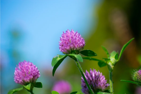 how does red clover improve soil quality