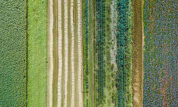 rotation des cultures agriculture régénérative