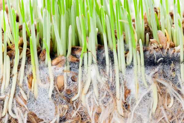 roots with fungus