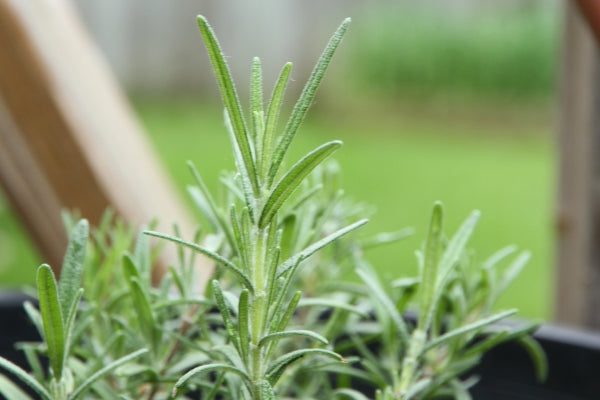 Rosemary is a hearty herb that helps your brain