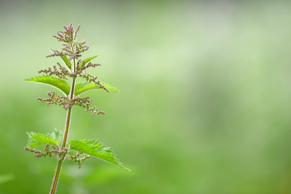 how does stinging nettle improve soil quality