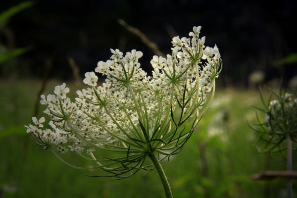 Wild carrot, also known as Queen Anne's Lace