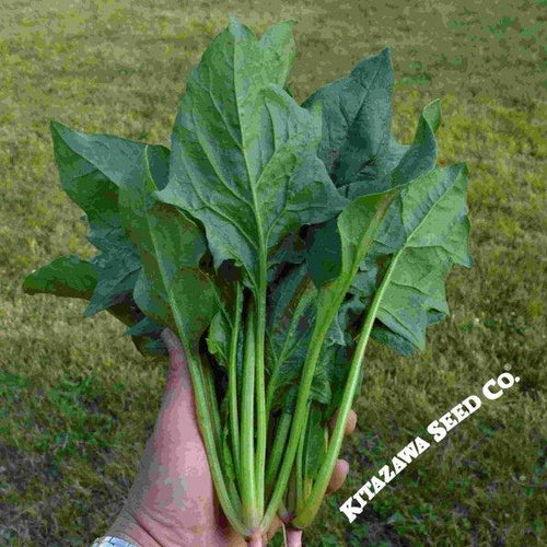 spinach plant seeds