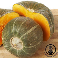 Pumpkin Jack O’Lantern Organic Seed Pack LV