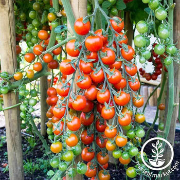 tomato様専用品 cheidysaquaponics.com.au