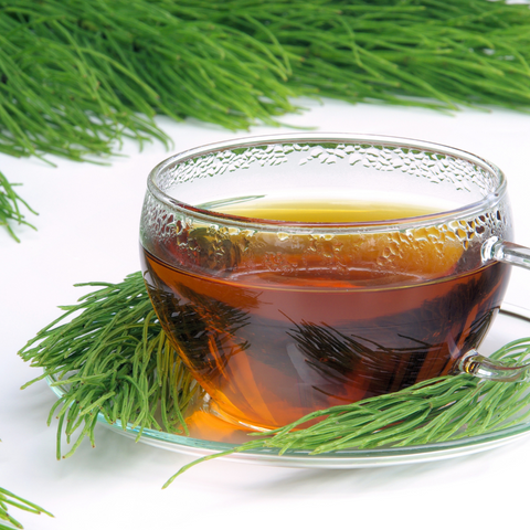 horsetail herb and tea