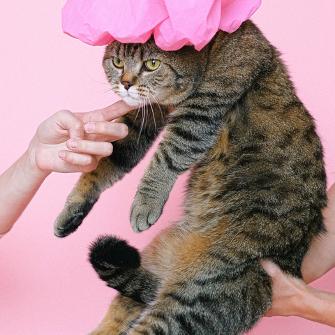 cat with pink shower cap on