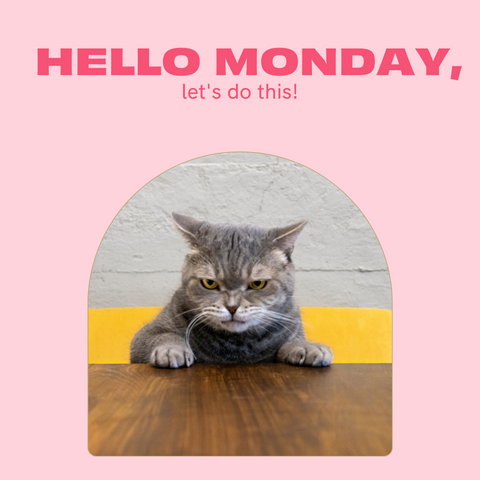 angry cat about monday