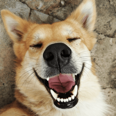 Tandpasta til hund med sølv er godt til den daglige tandpleje