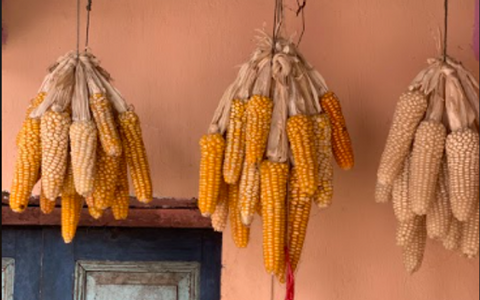 Corn hanging from the ceiling