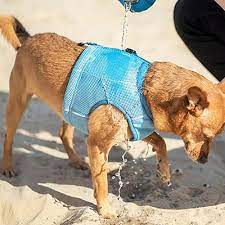 dog wearing hurt cooling vest