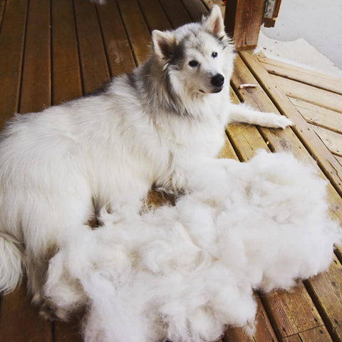 dog with fur 
