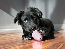 dog playing with kong