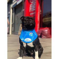 dog wearing ice bandana