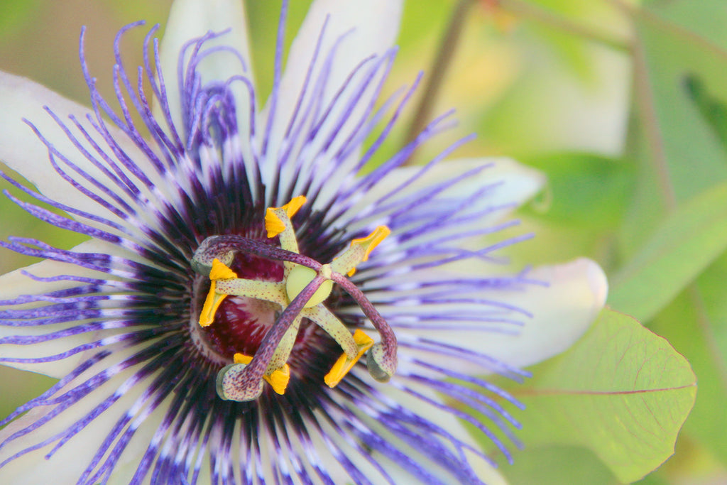 passionflower for sleep supplement
