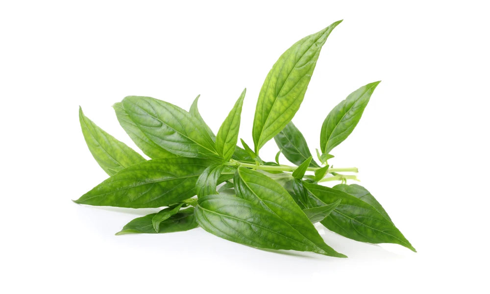 Andrographis.webp__PID:5128a7b3-e29a-43ee-9283-7f9693407545