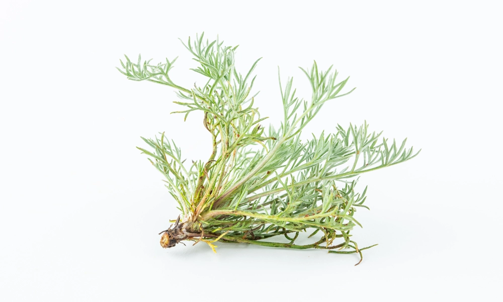 Artemisia-Capillari.webp__PID:cdaea722-3ea0-444b-b60a-0d8912a29ac4